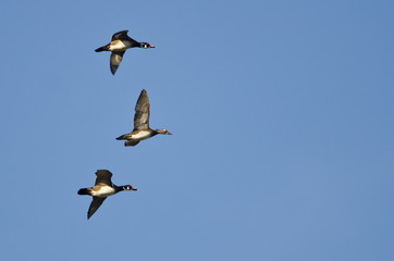 Fototapeta na wymiar Three Wood Ducks Flying In a Blue Sky