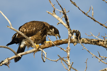 Young Bald Eagle Taking a Bite Out of a Dead Branch