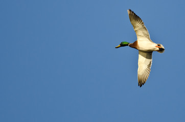Male Mallard Duck Flying in a Blue Sky