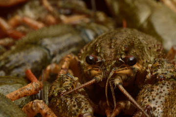 Live crayfish in close-up.