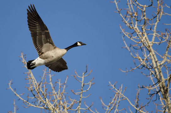 Canada Goose Flying Low Over the Winter Trees
