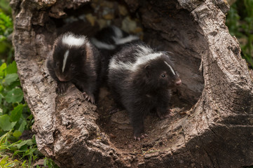 Baby Striped Skunks (Mephitis mephitis) with Sibling