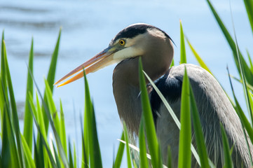 Heron