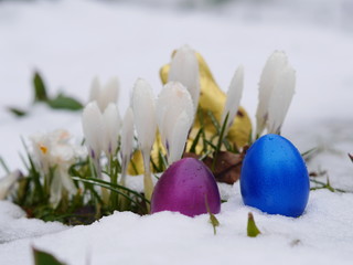 Fototapeta na wymiar easter eggs laying snow flowers 