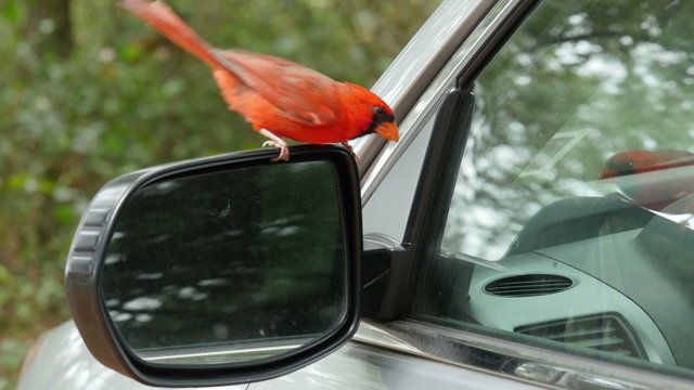 4K Northern Cardinal (Cardinalis cardinalis) Male Attacking Its Reflection 1