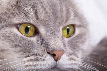 Thoughtful muzzle of a gray cat
