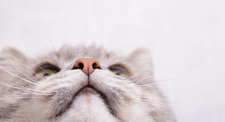 Muzzle of a gray cat, bottom view