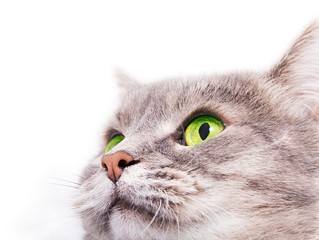 The head of the gray cat with green eyes looking up