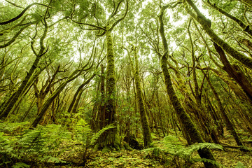 Beautiful evergreen forest in Garajonay national park on La Gomera island. Wide angle view with copy space