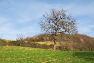 Campo coltivato nella verde Umbria, Italia.