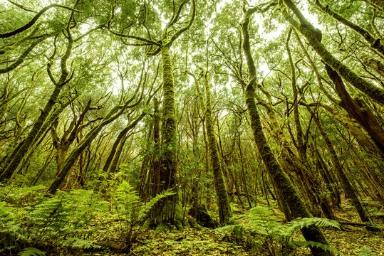 Fototapeta Beautiful evergreen forest in Garajonay national park on La Gomera island. Wide angle view with copy space