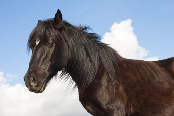 Stallone nero con il mantello lucente