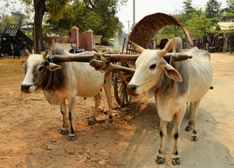 Mandalay, Myanmar (Burma) 15 March 2015: Cow carriage taxi at Mingun pagoda in Mandalay