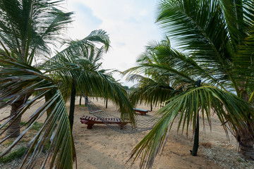  hammock between palm trees on tropical beach