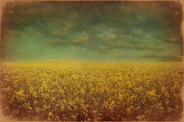 Grunge image of  field with flowers and  sky