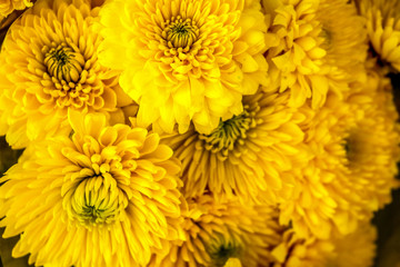 yellow chrysanthemum