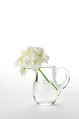 pelargonium flowers in a glass jug