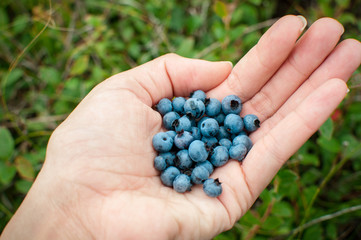 Handful of picked wild blueberries