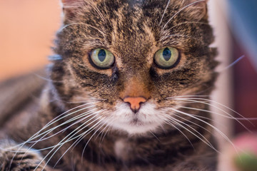 Fototapeta premium Hauskatze nah, Portrait