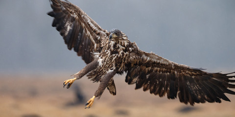 White tailed eagle in flight 