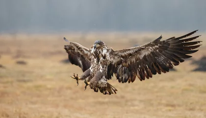 Crédence de cuisine en verre imprimé Aigle White tailed eagle in flight 