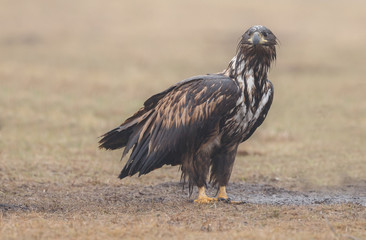 White tailed eagle