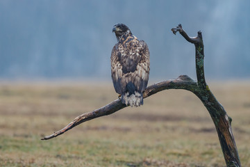 White tailed eagle on a dead tree