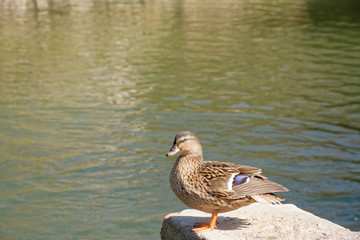 canard sauvage au bord de l'eau