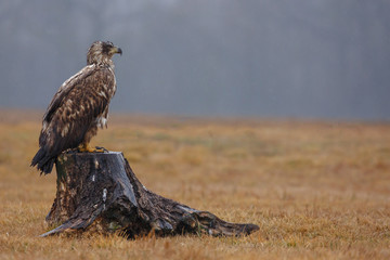 White tailed eagle 