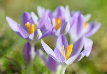 Fototapeta premium Crocus flower