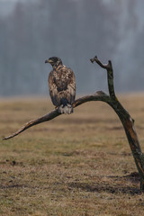 White tailed eagle on a dead tree