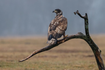 White tailed eagle