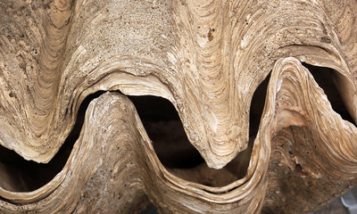 Closeup of big opened oyster shell