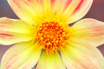 Yellow flower close up background