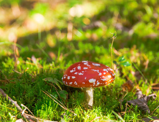 beautiful red agaric in the forest