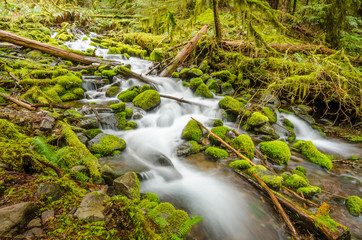 Beautiful Mountain River at the Olympics Park. WA, USA.