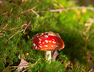 beautiful red agaric in the forest