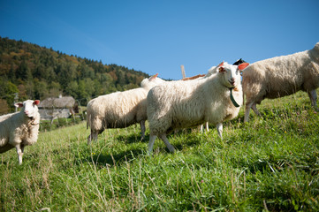 Schafe auf der Weide in der Sonne