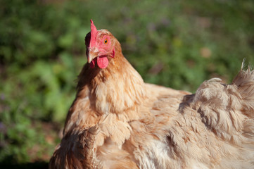 Freilaufende Hühner am Bauernhof