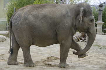 Elephant in zoo 