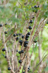 Jabuticaba tree