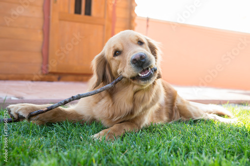 Cane con bastone di legno