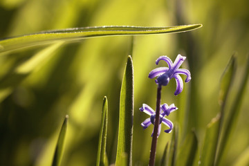 Beautiful Easter spring flowers