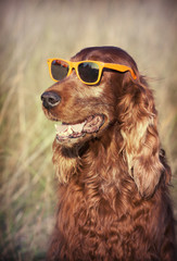 Funny dog smiling with sunglasses