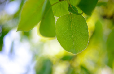 Fototapeta na wymiar Spring Green Pear Leaves on Bright Blurred Background