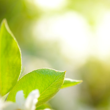 Spring Green Pear Leaves on Bright Blurred Background