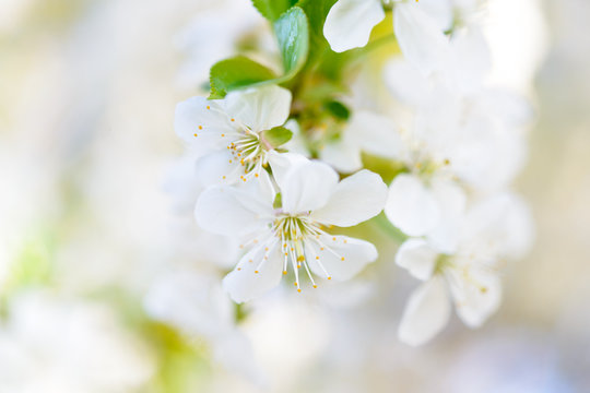 Spring Blossoming Cherry Flowers on Bright Blurred Background