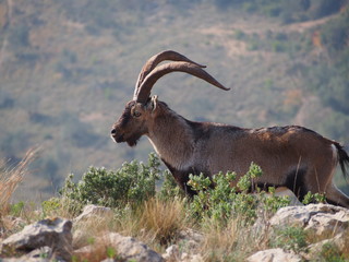 Cabra iberica macho en l'emporda