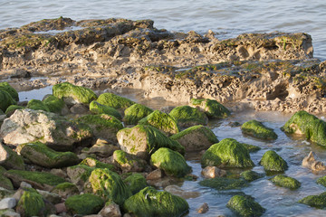 Piedras a la orilla del mar forradas de algas verdes