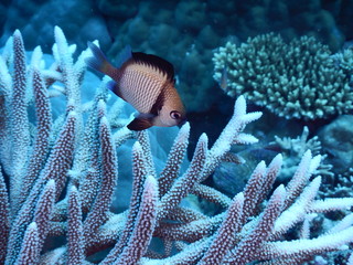 Reticulated damsel feeding on a coral